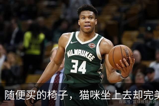 随便买的椅子，猫咪坐上去却完美契合，还以为是量身定做的！